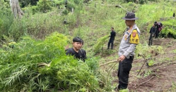 Tak Hanya Temukan Ladang, Polres Empat Lawang Sita 8 Karung Ganja Kering Siap Edar