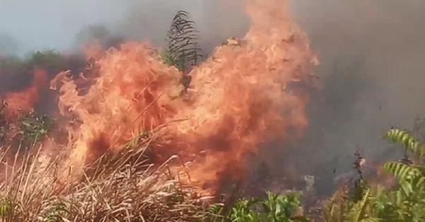 Perangi Karhutla di Tiga Wilayah, Riau Segera Operasikan Pesawat Modifikasi Cuaca