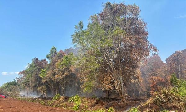 Polres Bengkalis Tetapkan Satu Tersangka Perambah Kawasan Hutan Terkait Kasus Karhutla
