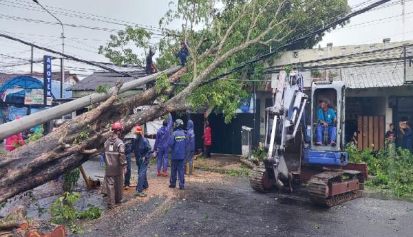Hujan Deras dan Angin Kencang Terjang Bantul, Pohon Sono Kapuk Tumbang Tutup Jalur ke Parangtritis