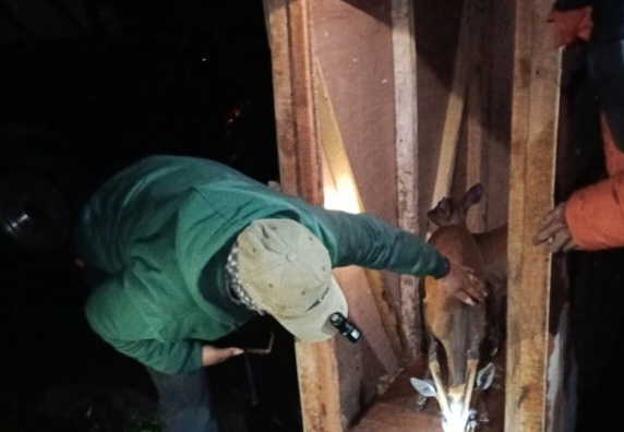 Empat Kijang Dilepasliarkan di Kawah Ijen Banyuwangi, Satwa Akhirnya Kembali ke Habitat Asli