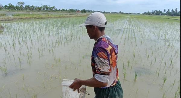 Alih Fungsi Tambak Jadi Sawah, Petani di Ketapang Lampung Selatan Tanam Padi Biosalin
