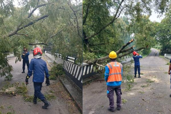 Hujan dan Angin Kencang Tumbangkan Pohon di Jalur Ngambon–Tobo, Damkarmat Bertindak Cepat Evakuasi