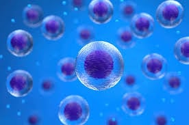 Mengenal Autofagi, Saat Tubuh Membersihkan Diri Ketika Berpuasa