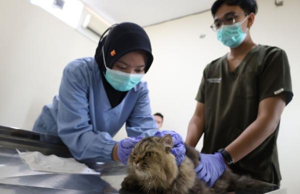 Tak Perlu Bingung Mudik Lebaran, Pemkot Surabaya Buka Layanan Titip Hewan Peliharaan, Ini Tarifnya