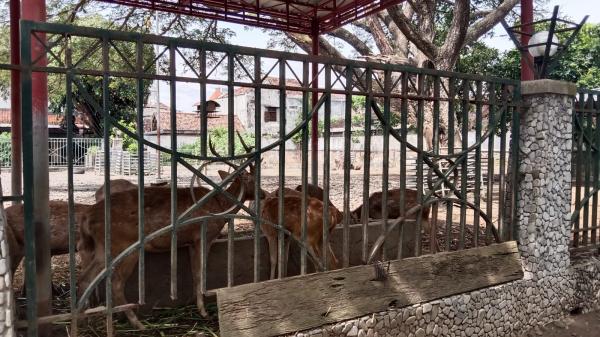 Bupati Tulungagung Prihatin, Kebun Binatang Mini Pendopo Akan Dibenahi