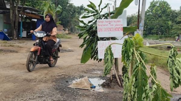 Jalan Rusak di Sliyeg Indramayu Dipenuhi Lubang, Warga Tanam Pohon Pisang sebagai Bentuk Protes