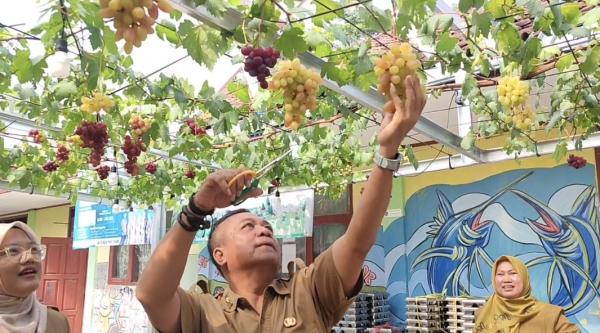 Anggur Tumbuh di Parkiran Sekolah! SDN 2 Ciganjeng Sulap Lahan Sempit Jadi Green House Produktif