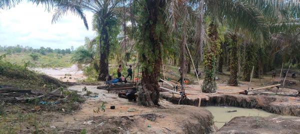 Lahan Perkebunan di Bangka Barat Rusak Dihantam Tambang Timah Ilegal