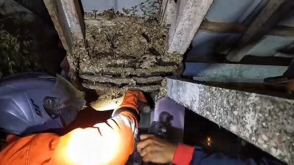 Damkar Palangka Raya Evakuasi Sarang Tawon Vespa di Bawah Atap Sebuah Makam