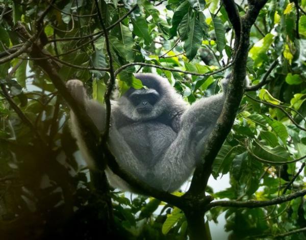 Momen Langka Owa Jawa Terekam di Sanggabuana, Disparpora Dorong Wisata Konservasi