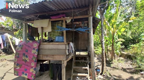 Kisah Pilu Ibu di Polman, Tinggal di Gubuk Hidupi 3 Anak dari Kumpulkan Kelapa Jatuh