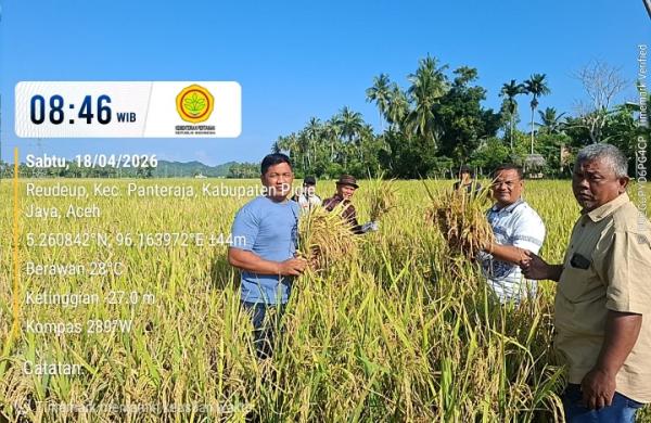Produktivitas Padi Pidie Jaya Tembus 8,6 Ton per Hektare, Jadi Sinyal Kebangkitan Sektor Pertanian