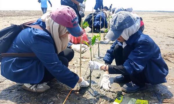 Cegah Abrasi, Mahasiswa Unwir Indramayu Tanam Seribu Mangrove di Kawasan Pantai Tiris