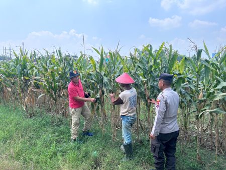 Polisi Turun ke Sawah, Kawal Lahan Jagung demi Dongkrak Ketahanan Pangan di Prambon Sidoarjo