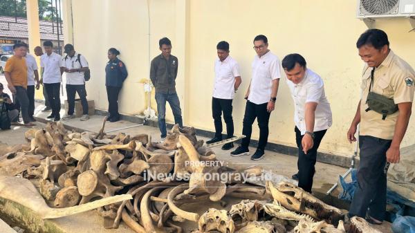 Polisi Bongkar Penampungan 13 Tengkorak Buaya dan 91 Tulang Paus, Residivis Kambuhan Dicokok