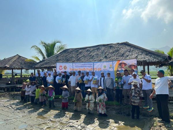 Banten Perkuat Ketahanan Pangan, 1.500 Hektare Lahan di Carita Ditanami Padi PS 08