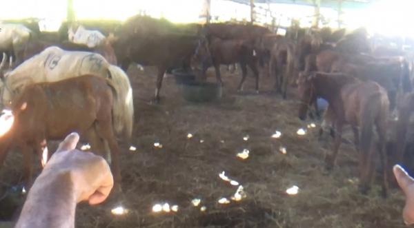 DPRD Sumba Timur Desak Cabut Izin CV Nakal, Skandal Pengiriman Kuda Terbongkar di Karantina Waingapu