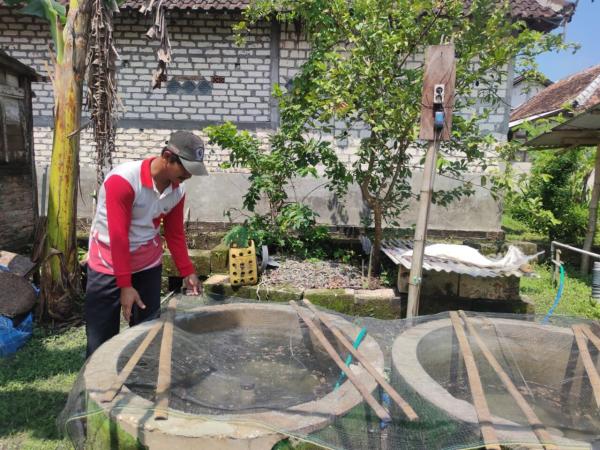 Sudah 3 Kali Panen, Penerima Program Kolam Lele Keluarga Sebut Perlu Dukungan Pasar