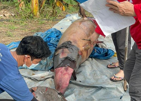 Selamat Jalan Lion, Pesut Legendaris Penghuni Mahakam Sejak 1999 Ditemukan Mati