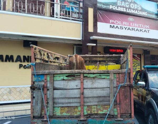 Polisi Lumajang Tangkap 2 Pencuri Sapi, Motif Diduga Masalah Piutang