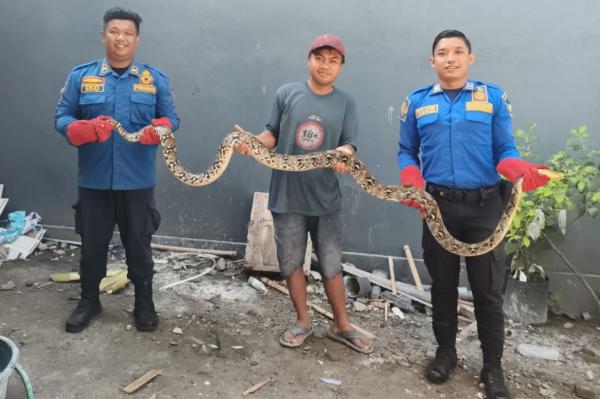 Waspada Hewan Liar, Ular Besar Berkeliaran di Permukiman Warga Kediri