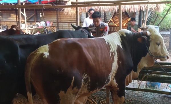 Kisah Polisi di Cilegon Jual Sapi Kurban, Rawat Ternak Sendiri demi Raih Berkah Iduladha