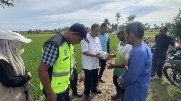 Kadis Pertanian Pidie Jaya Gerak Cepat Turun ke Sawah, Serangan Hama Tikus Mulai Ancam Panen Petani