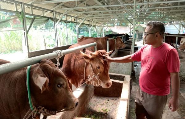 Daya Beli Turun, Penjual Sapi Kurban di Purwakarta Keluhkan Penjualan Lesu Jelang Idul Adha 2026