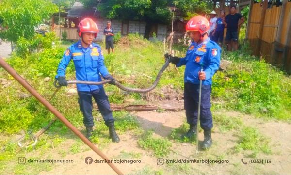 Ular King Kobra 2,5 Meter Dievakuasi dari Permukiman Warga di Sekar Bojonegoro