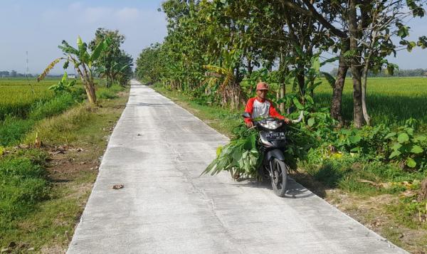 Cerita Peternak Domba Lintasi Jalan Cor Blok TMMD, Dulu Becek Kadang Terpeleset Kini Mulus Lancar