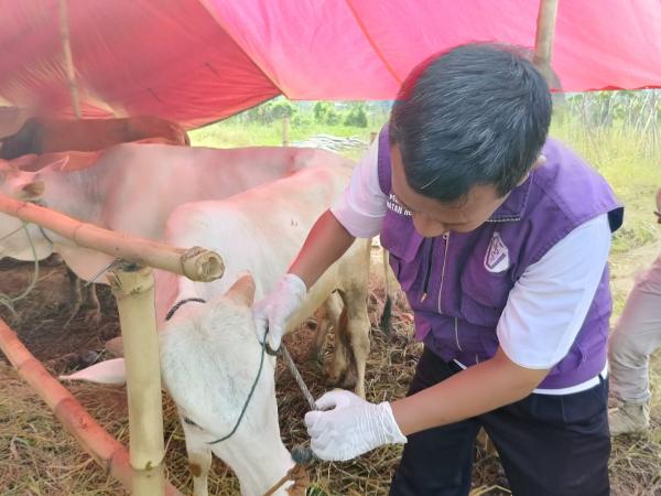 Pastikan Kurban Anda Layak! Puskeswan Cianjur Buka Layanan Pemeriksaan Hewan Gratis