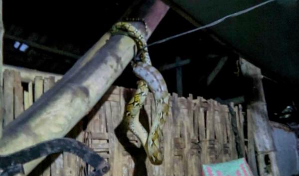 Ular Piton Masuk Rumah Warga, Petugas Damkarmat Bojonegoro Melakukan Evakuasi