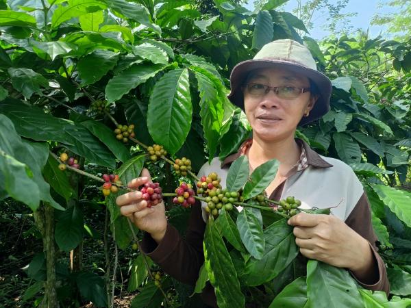 Petani Perempuan Blitar Bangkitkan Kopi Robusta Sumberurip, Harga Sempat Tembus Rp70.000 per Kg