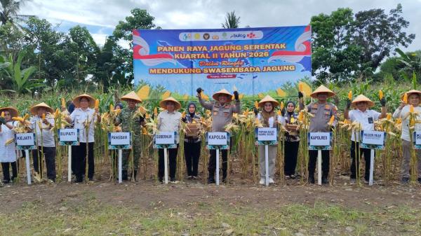Panen Raya Jagung di Pangkep Capai 24 Ton, Kapolres Klaim Produksi Lampaui Target