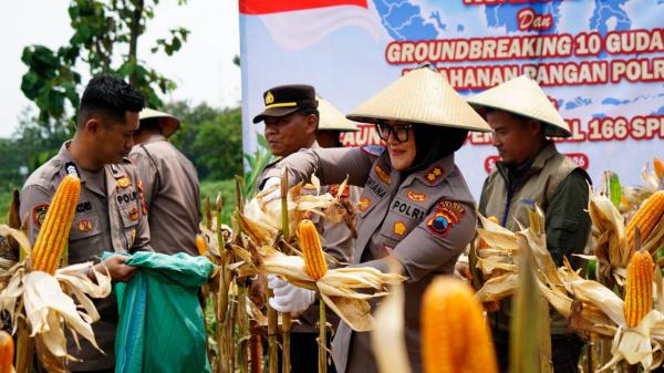 Panen Raya Jagung Serentak di Sragen, Kapolres Tegaskan Dukungan Swasembada Pangan