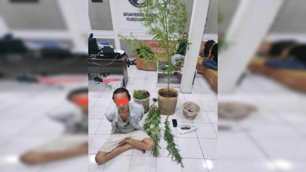 Tanam Ganja di Belakang Rumah, Pria di Agam Diciduk Satres Narkoba Bukittinggi