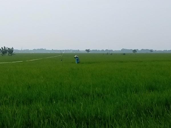 Ancaman Kekeringan Intai Sawah Petani, Produksi Gabah di Kota Padi Terancam Berkurang