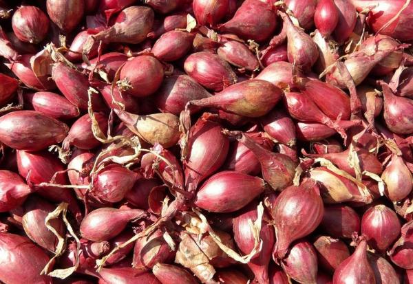 Harga Bawang Merah Hari Ini, Tulungagung dan Trenggalek Masih di Level Rp40 Ribuan