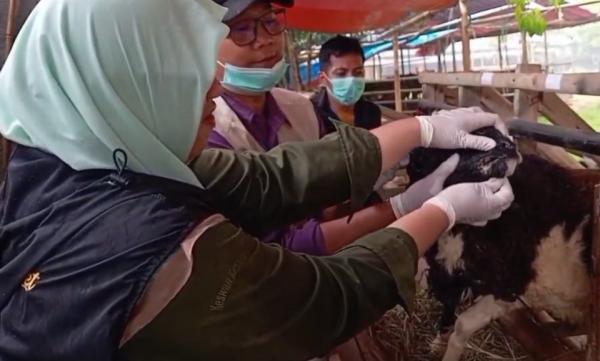 Jelang Iduladha, Hewan Kurban di Pandeglang Diperiksa Ketat untuk Cegah PMK