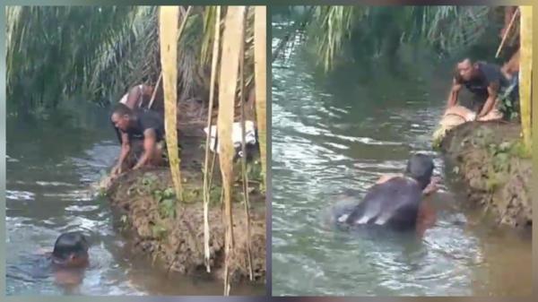 Pencari Lokan di Pasaman Barat Tewas Diterkam Buaya, Korban Ditemukan 20 Meter dari LKP