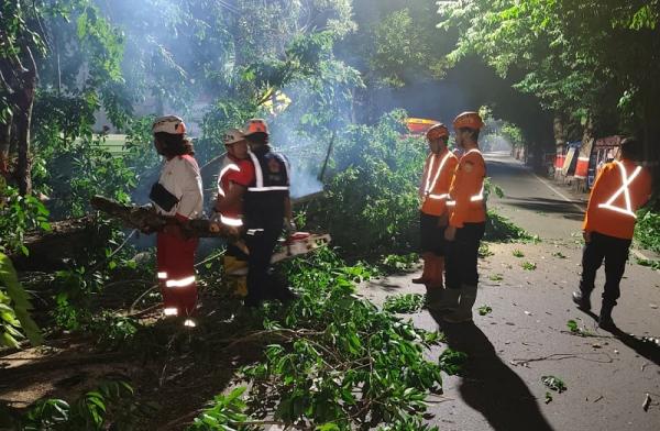 Brak! Pohon Depan RSUD R Soedjati Purwodadi Grobogan Tumbang, BPBD dan PMI Turun Tangan