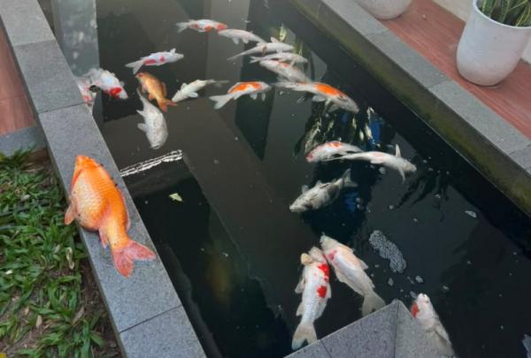 Black Out, Puluhan Ikan Hias Milik Wali Kota Pekanbaru Mati