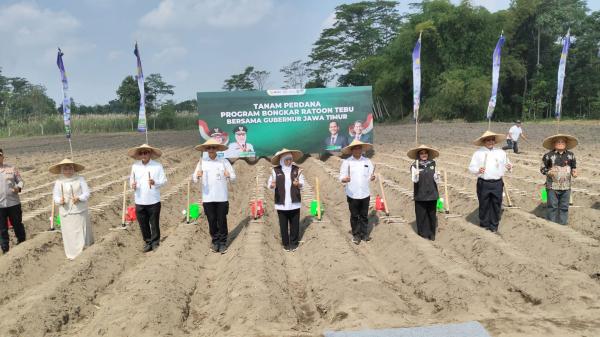 Bongkar Ratoon Serentak di 11 Kabupaten, Khofifah Optimistis Jatim Capai Swasembada Gula
