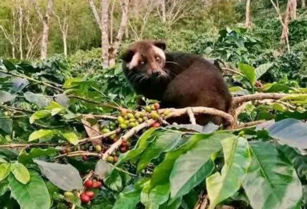 Kopi Luwak Indonesia Perkuat Posisi di Pasar Kopi Premium Global