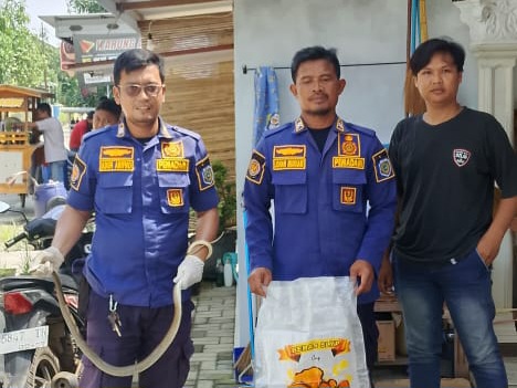 Damkar Indramayu Evakuasi Ular Coros yang Sembunyi di Warung Milik Warga Juntinyuat
