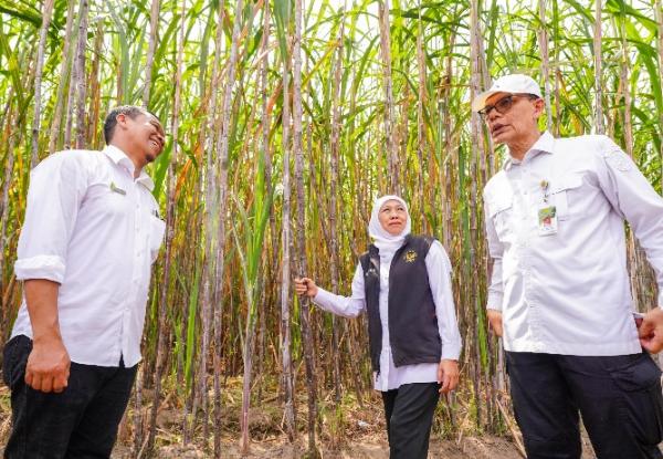 Jatim Dapat Target Terbesar Nasional Pengembangan Tebu Seluas 54 Ribu Hektare