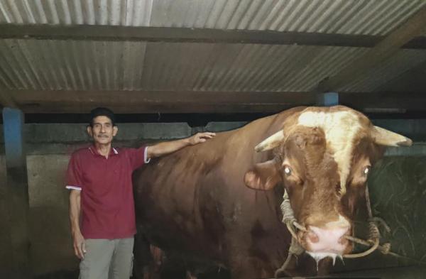 Begini Penampakan Sapi Seberat 1,2 Ton Bantuan Presiden Prabowo untuk Banyumas