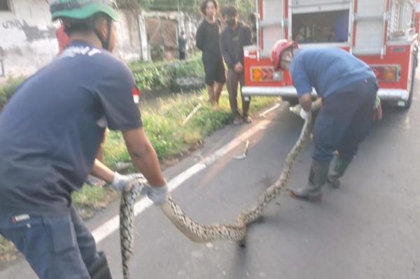 Pemotor Dihadang Ular Besar saat Melintas di Jalan Raya Brantas Jombang, Ini Wujudnya