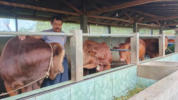 Pensiunan Polisi di Purworejo Ubah Masa Pensiun Jadi Ladang Produktif, Sukses Beternak dan Bertani